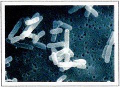 L.ロイテリ菌のイメージ
